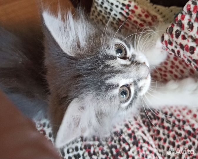 Вот такая маленькая красота ищет дом