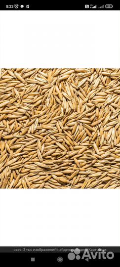 Продам Овес