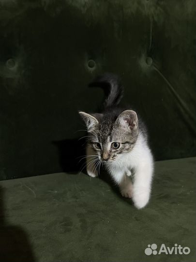 Котейки в добрые руки
