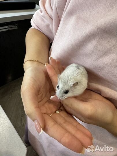 Джунгарский хомяк с клеткой в добрые руки