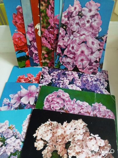 Набор открыток Флоксы