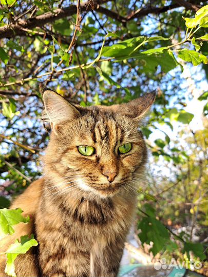 Кошечка в добрые руки