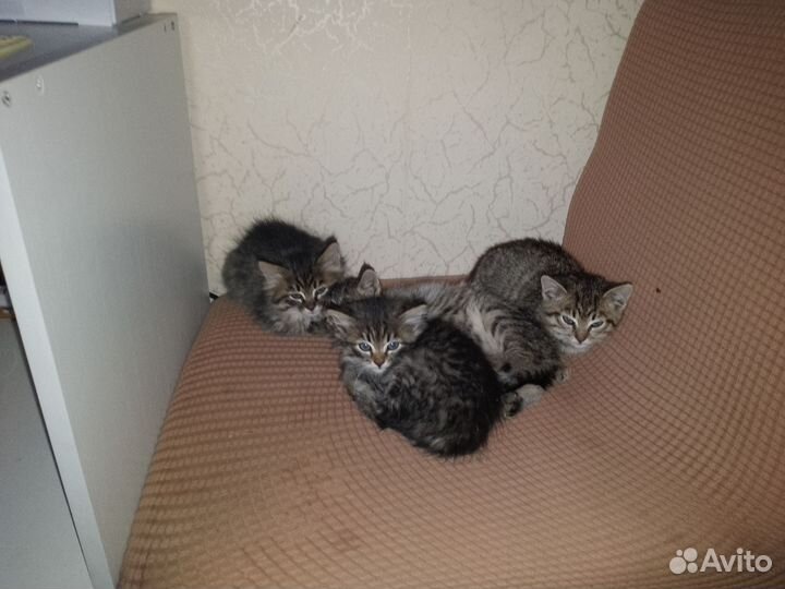 Котята в добрые руки