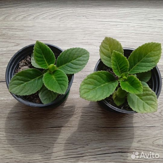 Глоксиния цветущая