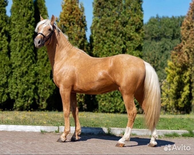 Подбор/продажа лошадей