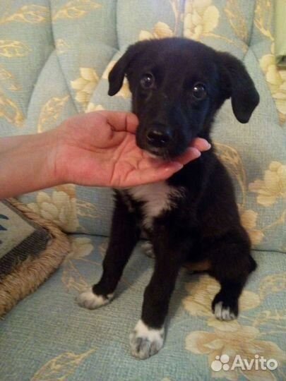 Щенок,2,5 месяца