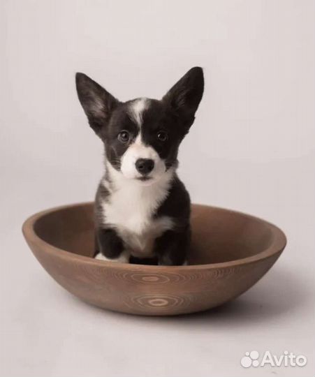 Вельш-корги кардиган