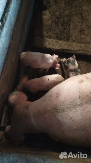 Поросенок ландрас