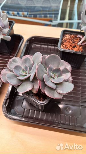 Эчеверии, граптоверии на корнях