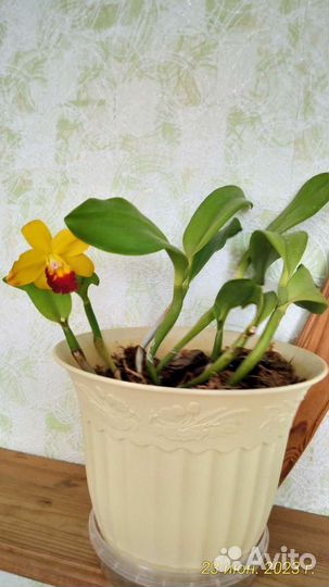 Орхидея каттлея