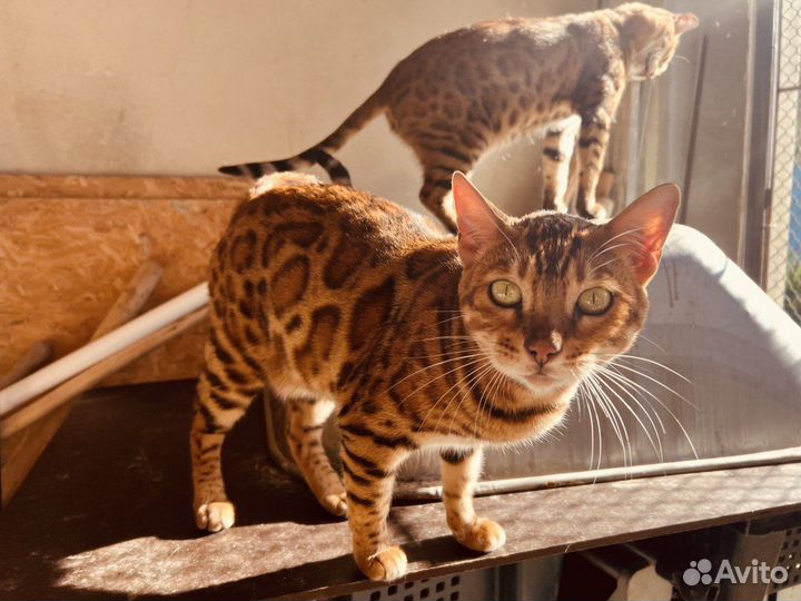 Бенгальская кошка