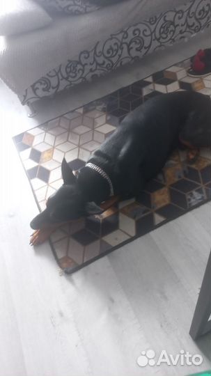 Доберман вязка