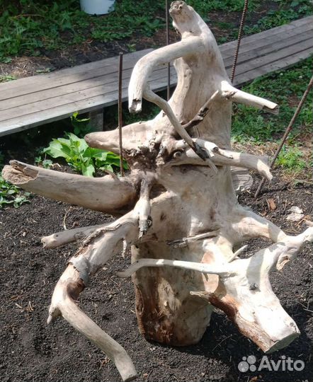 Коряга пень