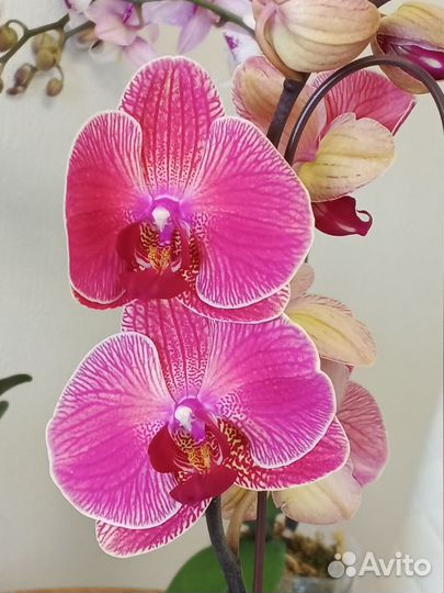 Орхидея фаленопсис