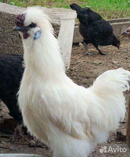 Петушки китайской шелковой