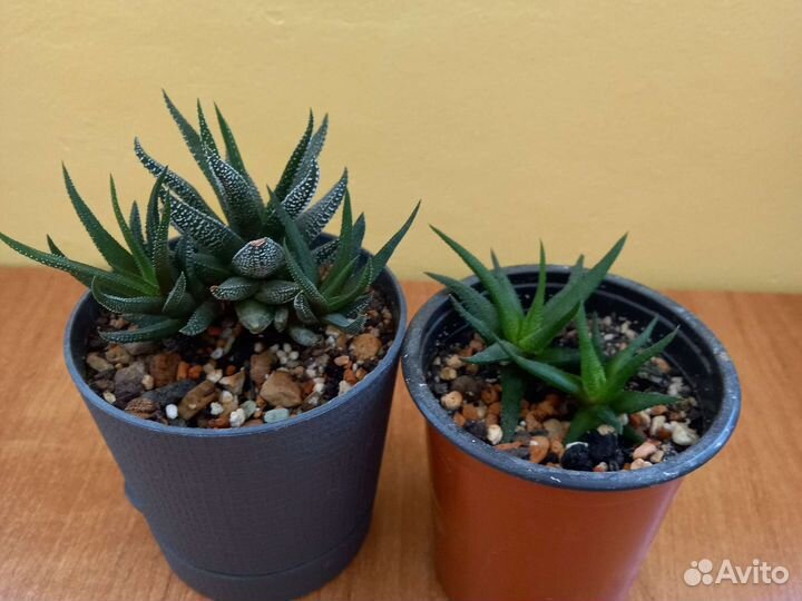 Суккуленты