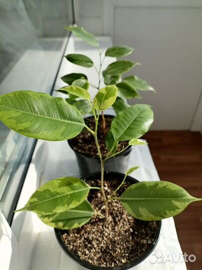 Фикус бенджамина кинки и регидан