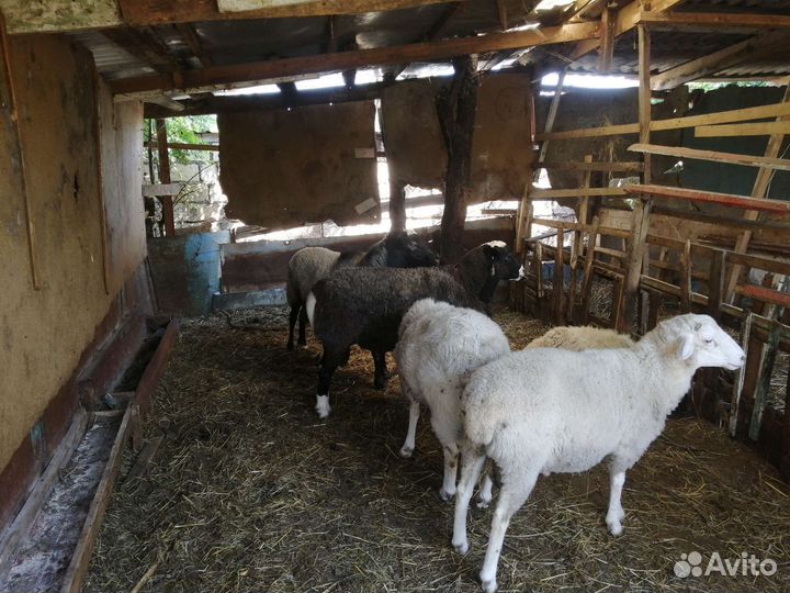 Бараны Дорпер