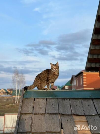 Кошка ищет дом