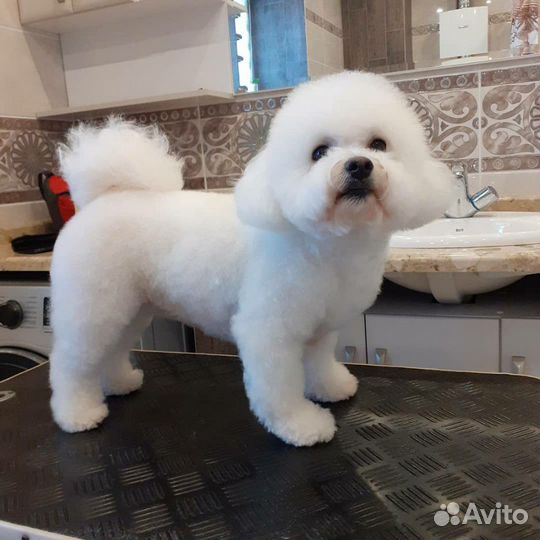 Стрижка кошек,мелких и крупных собак. Чистка зубов