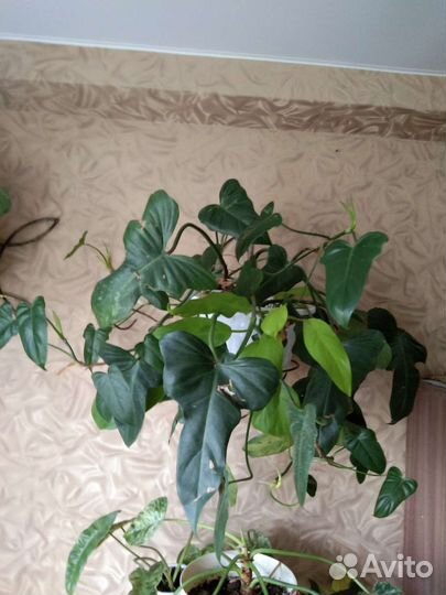 Большой комнатный цветок