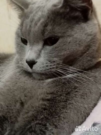 Отдам кота в добрые руки