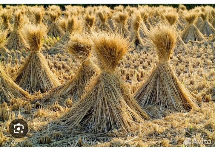 Солома в рулонах