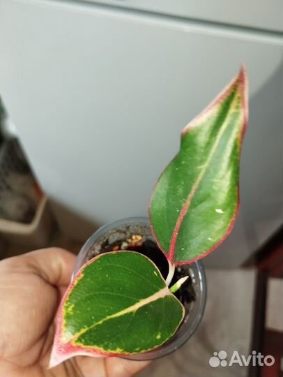 Аглаонема крит