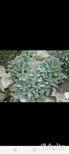 Стахис/заячьи ушки