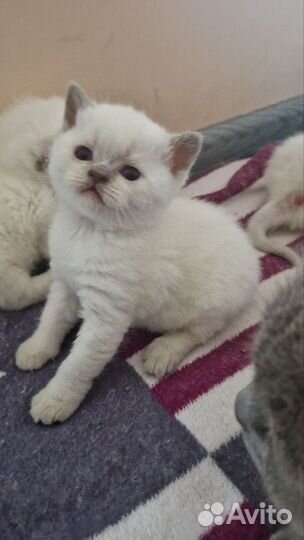 Британские котята