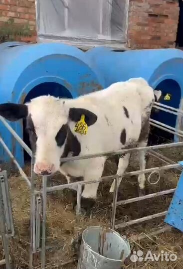 Телки и быки