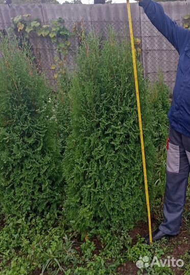 Туя смарагд