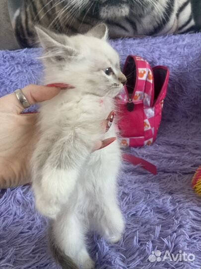 Котята в добрые руки бесплатно