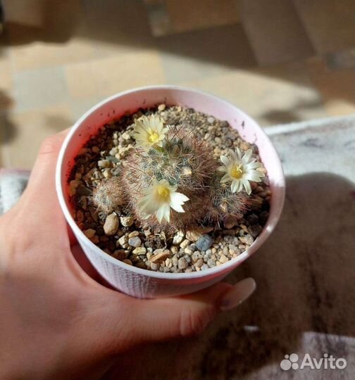 Кактус маммилярия цветущий