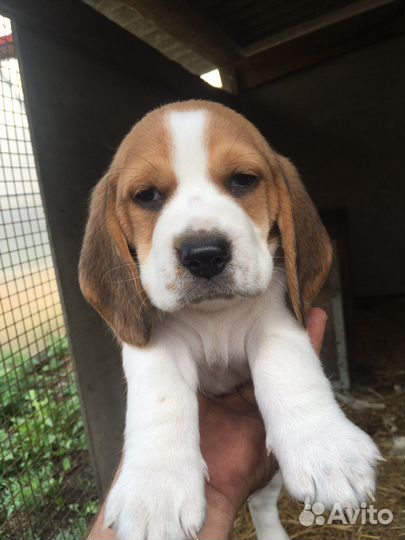 Щенки Бигль