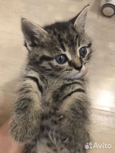 Кошка кот котенок