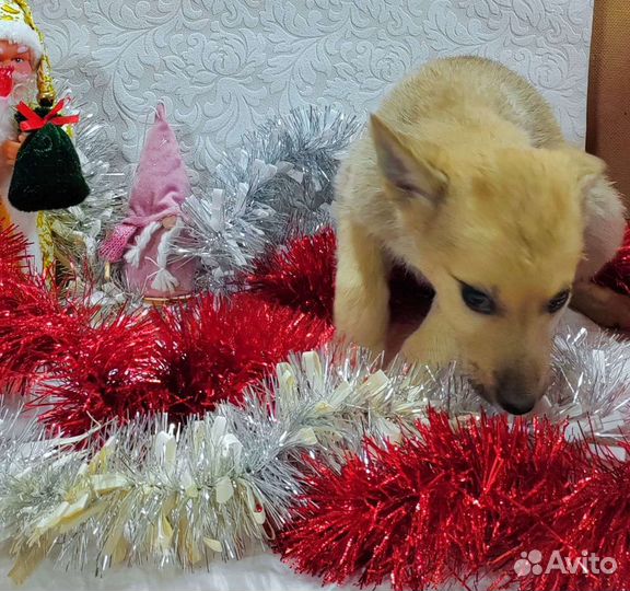 Щенки в добрые руки