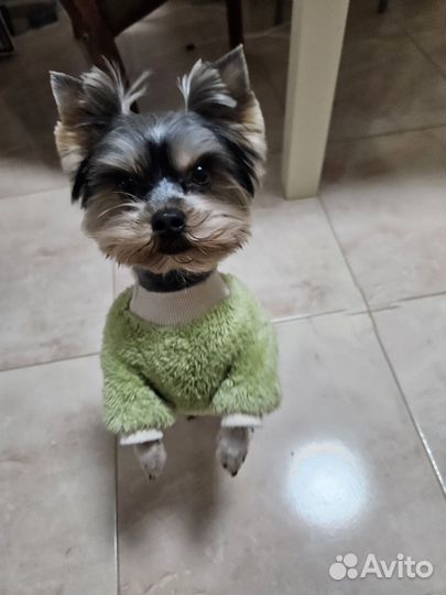 Йоркширский терьер вязка мальчик