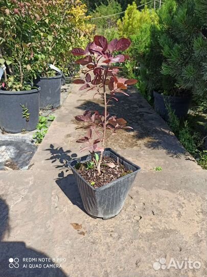 Скумпия royal purple