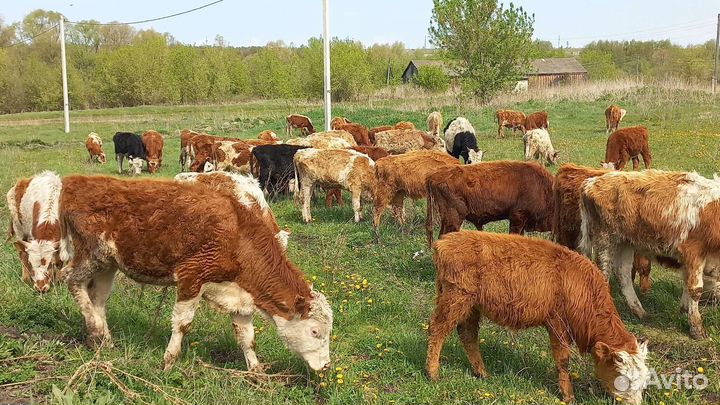 Бычки элитные