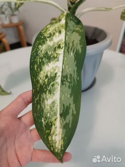 Аглаонема ложноприцветниковая Aglaonema