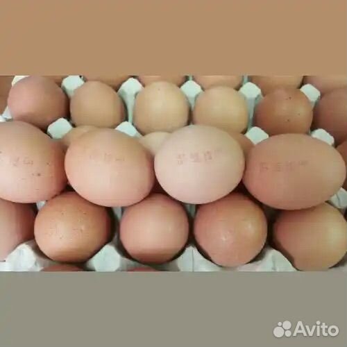 Яйцо домашнее