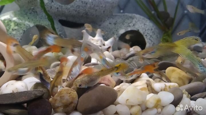 Гуппи. Аквариумные рыбки