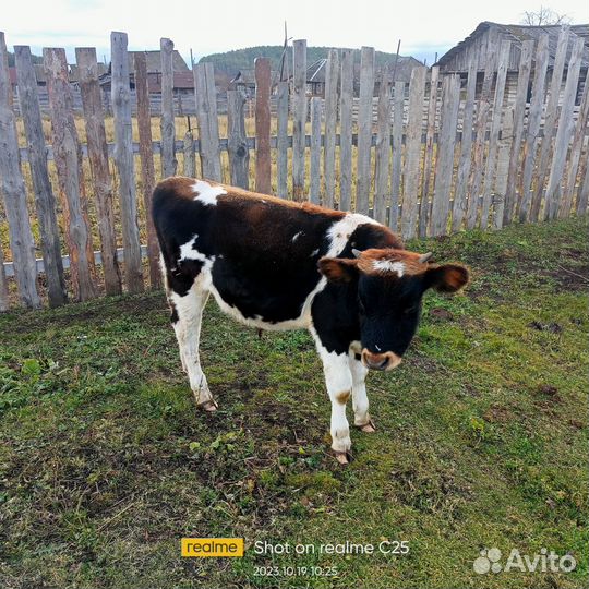 Телята бычки