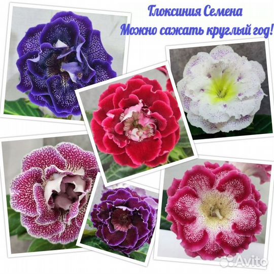 Глоксиния семена 10шт