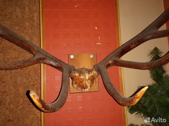 Продам рога оленя
