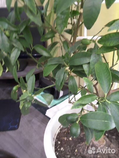 Черенки кумквата Маргарита под срез