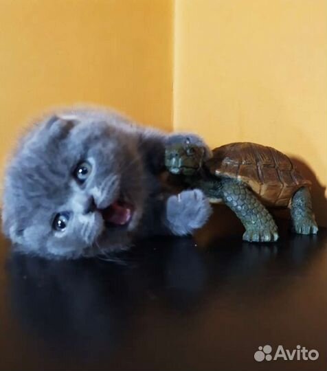 Шотландская