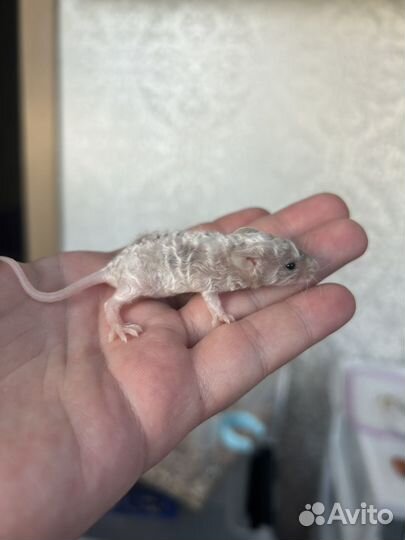 Мышка декоративная