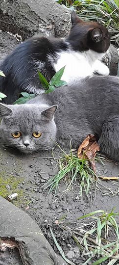 Кошка